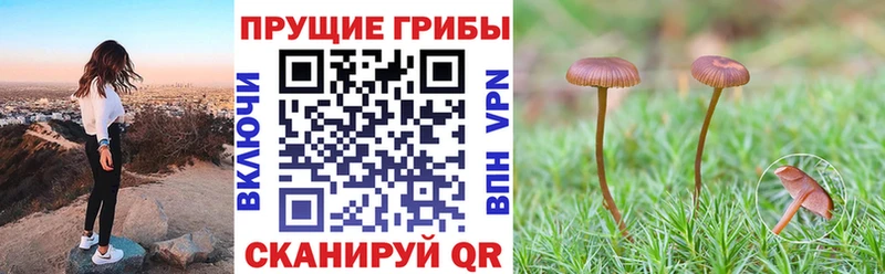 даркнет сайт Новый Уренгой Псилоцибиновые грибы мицелий